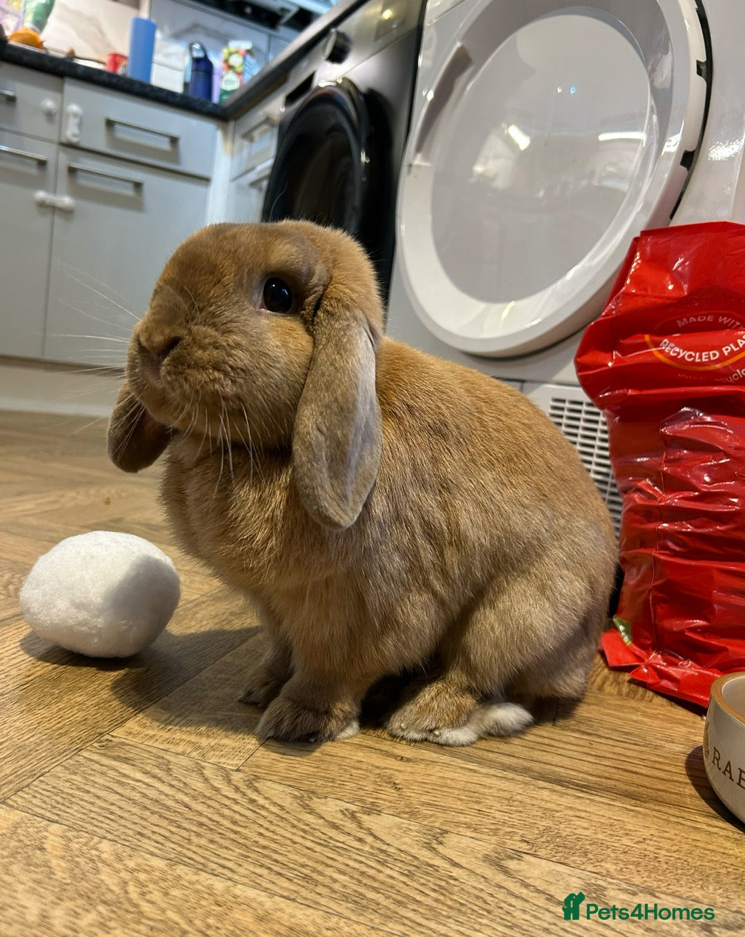 German Lop rabbits for sale: Male lop rabbit  - Advert 1
