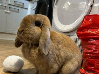 German Lop rabbits Male lop rabbit - Advert 17