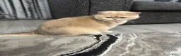 British Shorthair cats for sale: Golden Tipped British Shorthair Cat - Advert 13