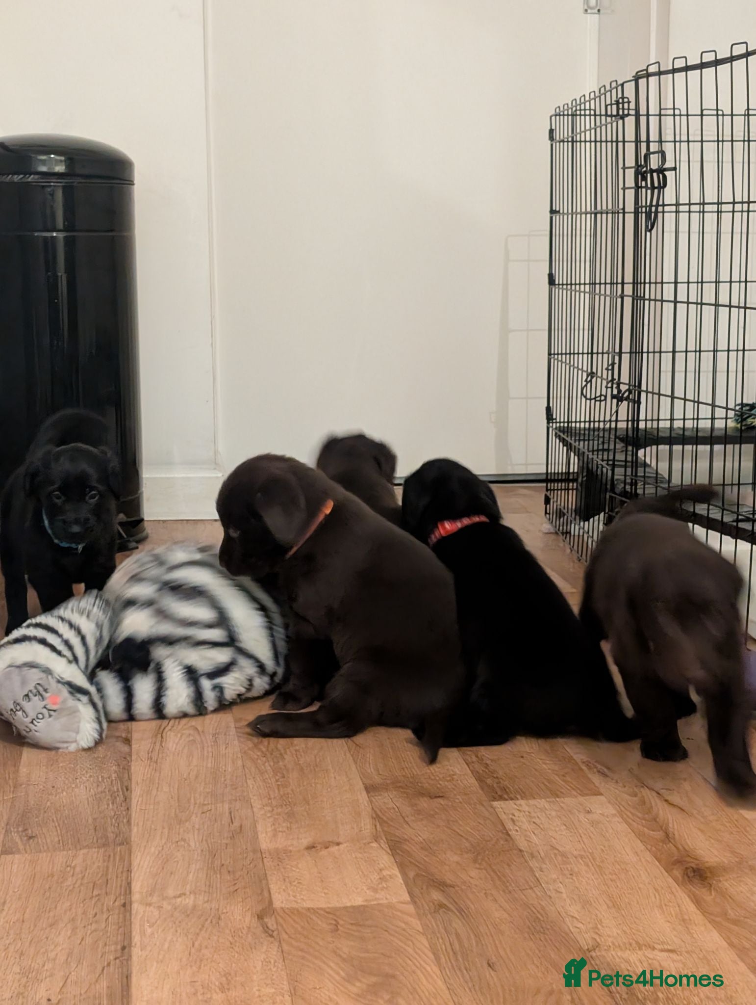 Flat coated Retriever dogs KC registered flat coated retriever puppies  - Advert 2