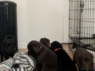 Flat coated Retriever dogs KC registered flat coated retriever puppies - Advert 2