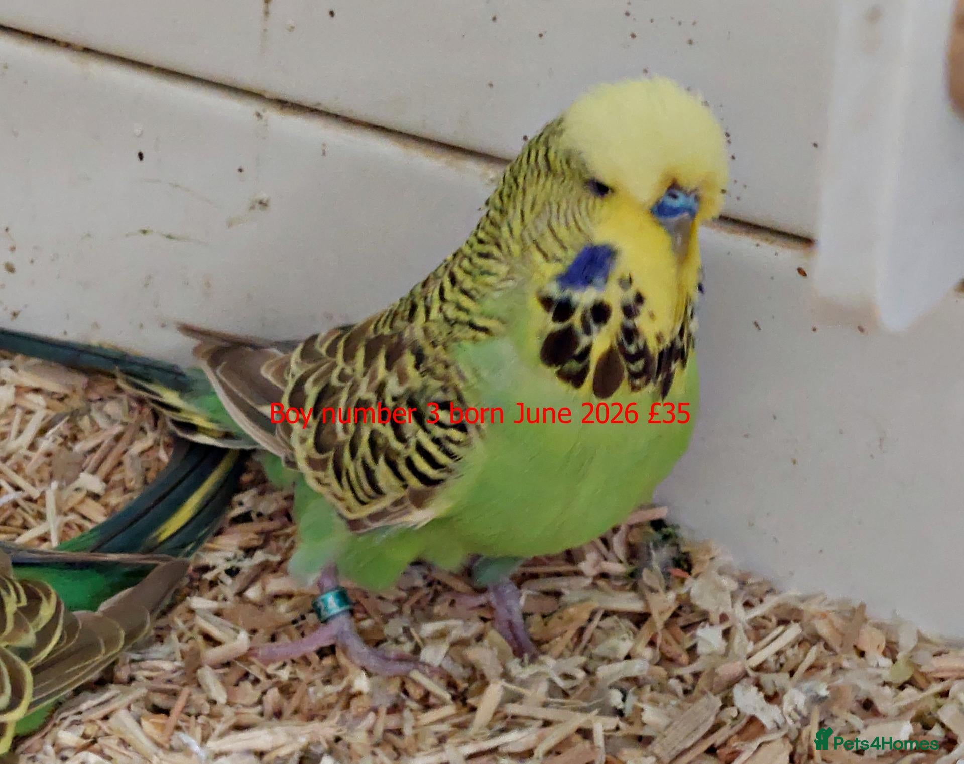 Budgerigars birds Baby Budgiess Ashford Kent - Advert 1