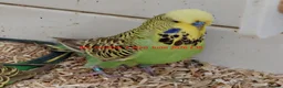 Budgerigars birds for sale: Baby Budgiess Ashford Kent - Advert 3
