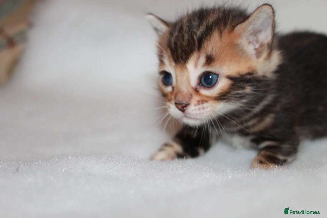 Bengal cats for sale: TICA BENGAL KITTENS FOR SALE - READY 23/04/26 - Advert 7