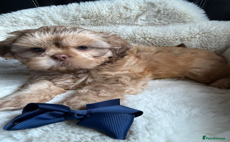 Shih Tzu dogs - Advert 9