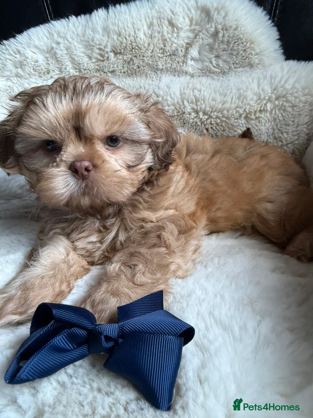 Shih Tzu dogs for sale: 4 imperial shih Tzu beautiful boys  - Image 1