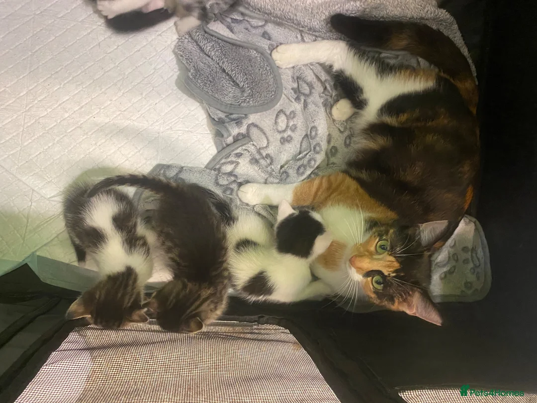 Mixed Breed cats for sale: Kittens - Advert 9