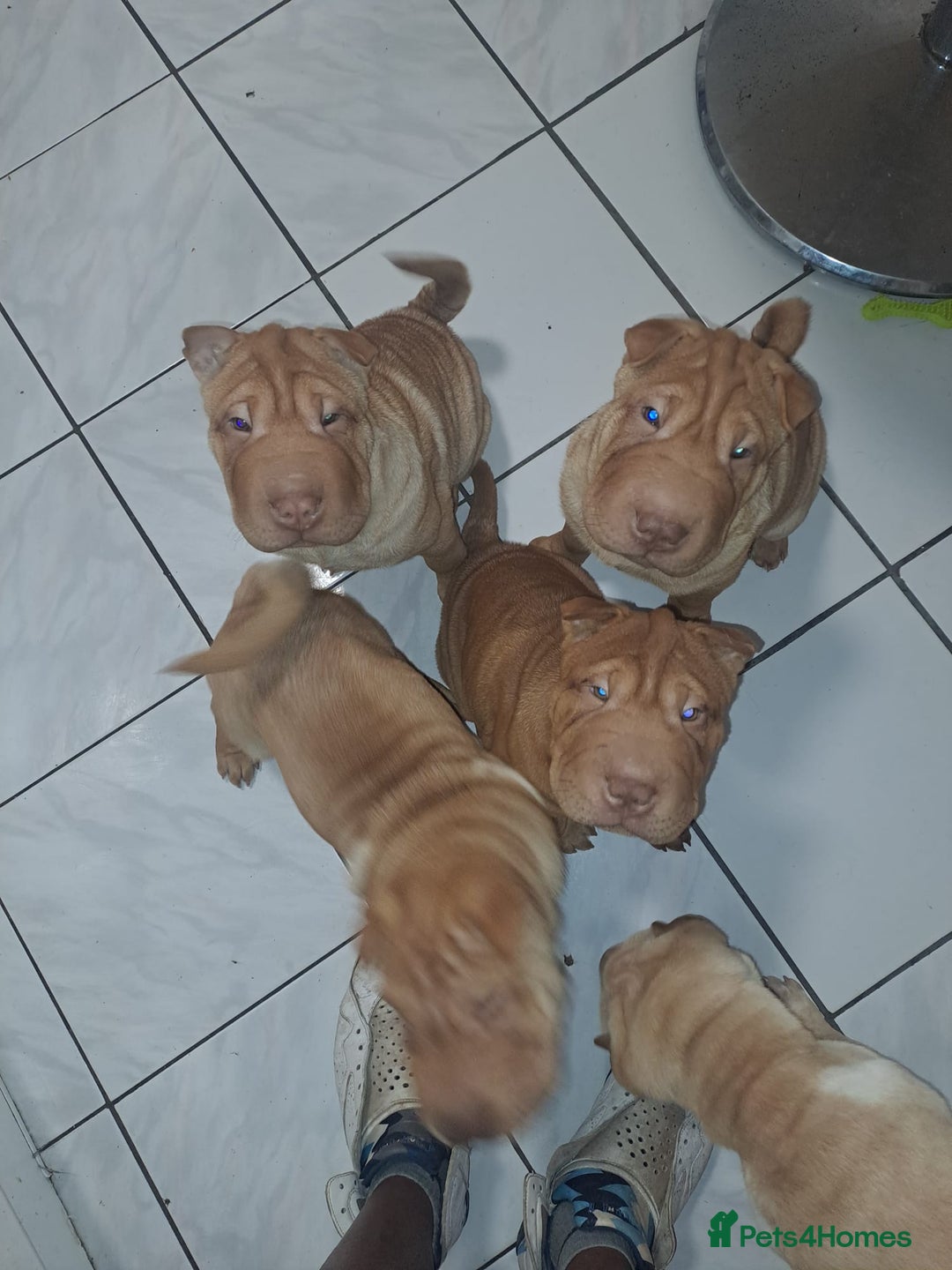 Shar Pei dogs for sale: Shar pei puppies 3 months old  - Advert 2