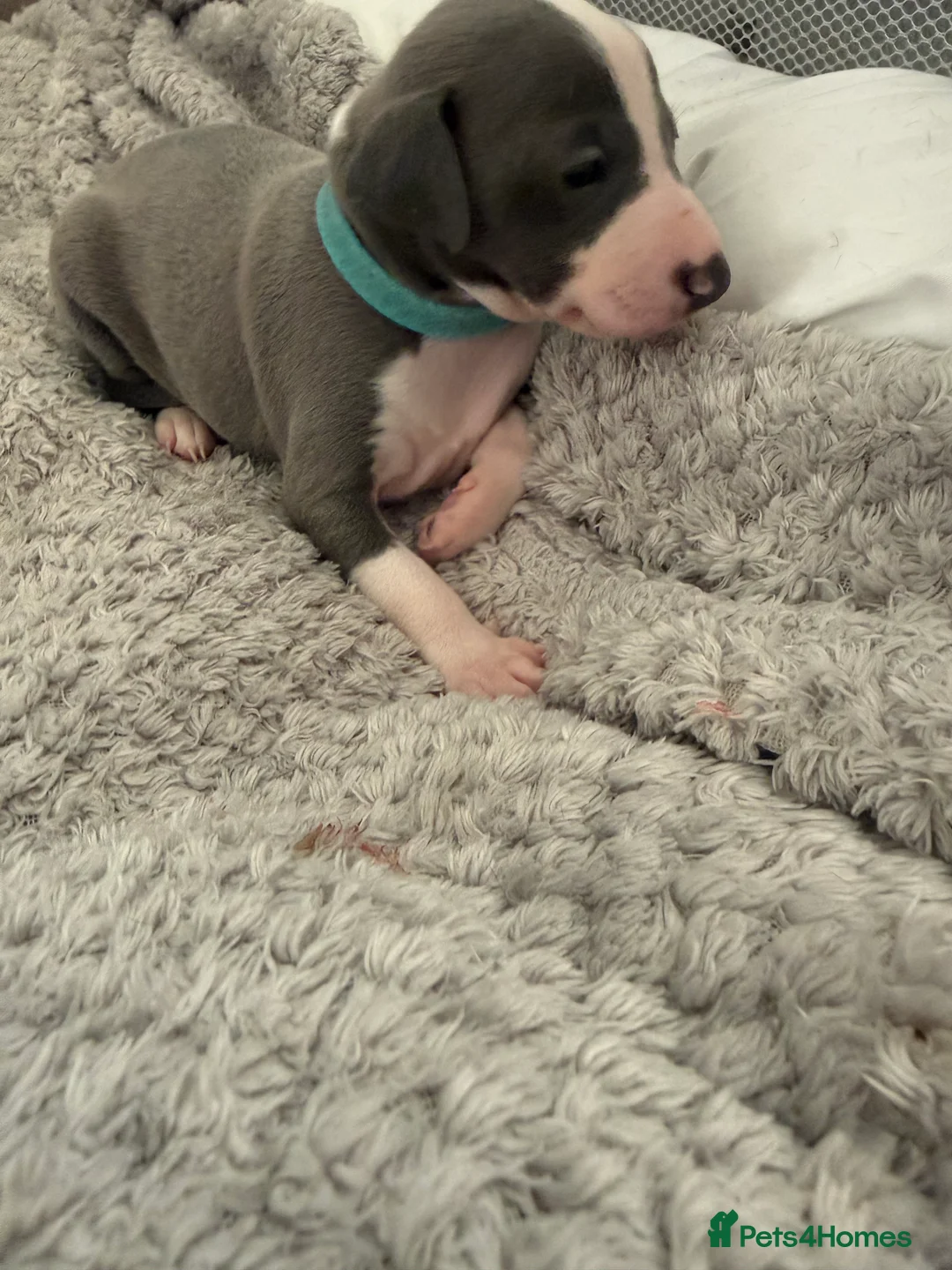 Italian Greyhound dogs for sale: 2 LEFT KC Italian greyhound puppies  - Advert 31