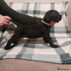 Cane Corso Puppy 2