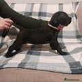 Cane Corso Puppy 2