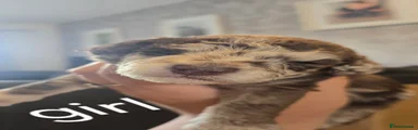 Cockapoo 6