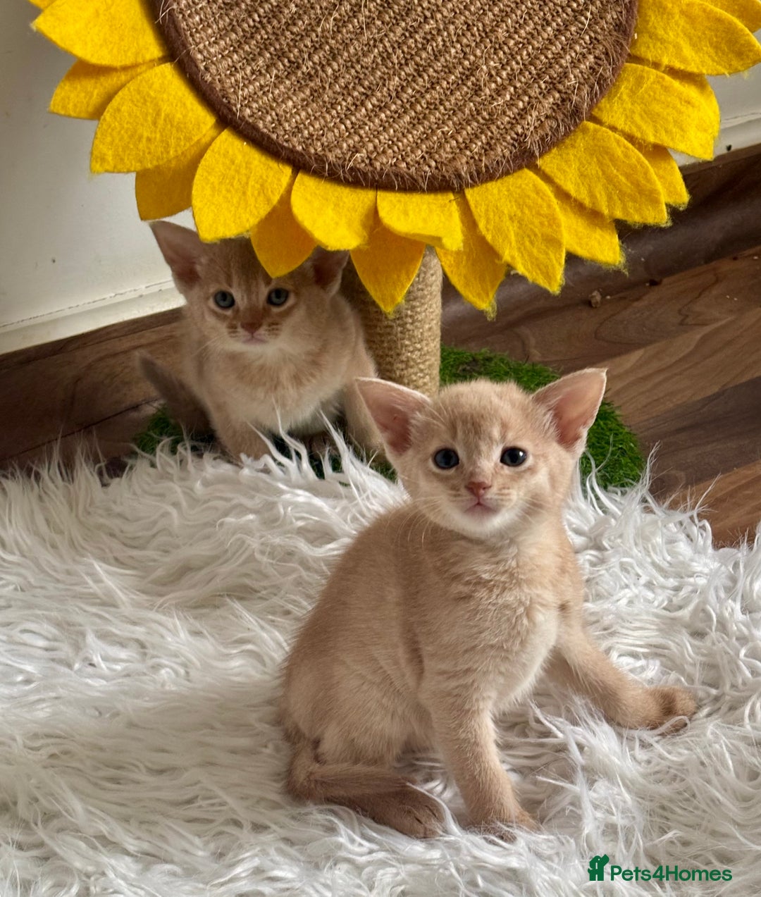 Abyssinian cats for sale: Pure pedigree Tica registered Abyssinian kittens  - Image 30