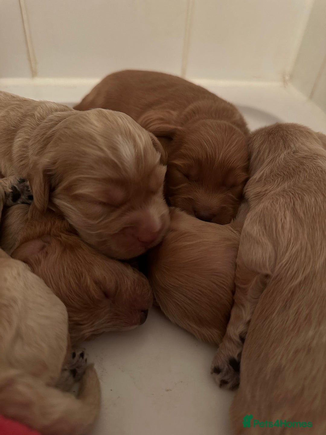 Cockapoo dogs for sale: Brown beautiful cockapoo puppies for sale! - Advert 8