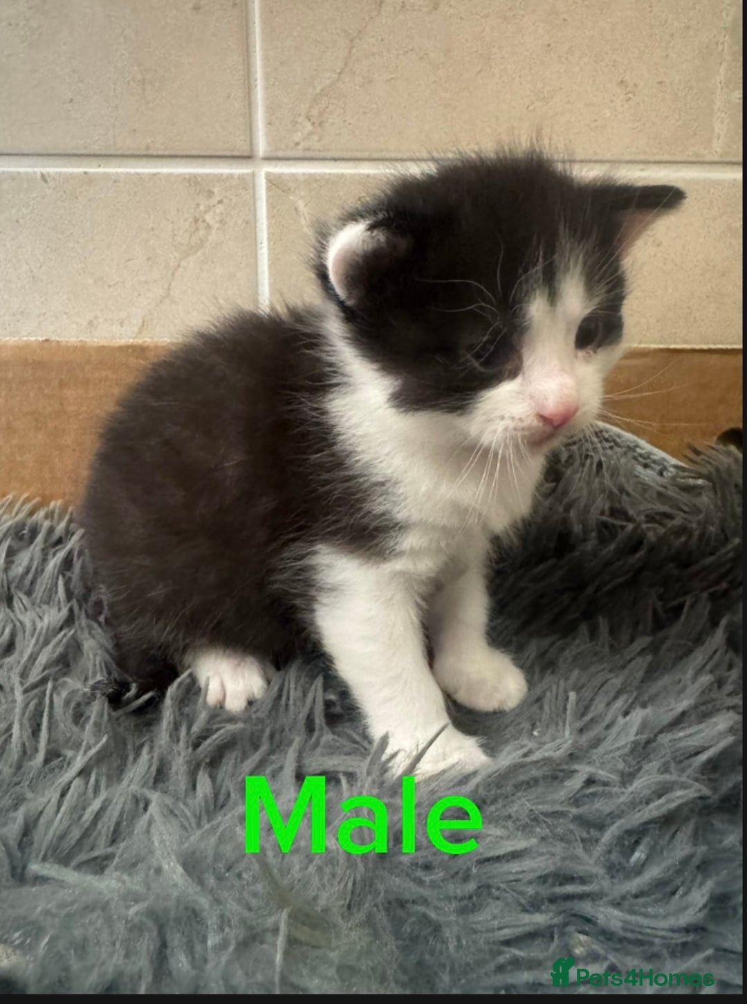 Mixed Breed cats for sale: 3 beautiful kittens  - Image 8