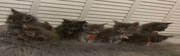 Maine Coon cats for sale: GCCF-Registered Maine Coon Kittens - Advert 5