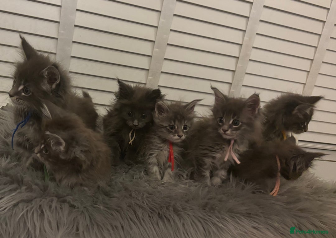 Maine Coon cats for sale: GCCF-Registered Maine Coon Kittens - Advert 5