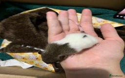 Rat rodents for sale: BABY RAT PUPS - Image 5