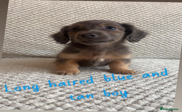Miniature Dachshund dogs - Advert 4