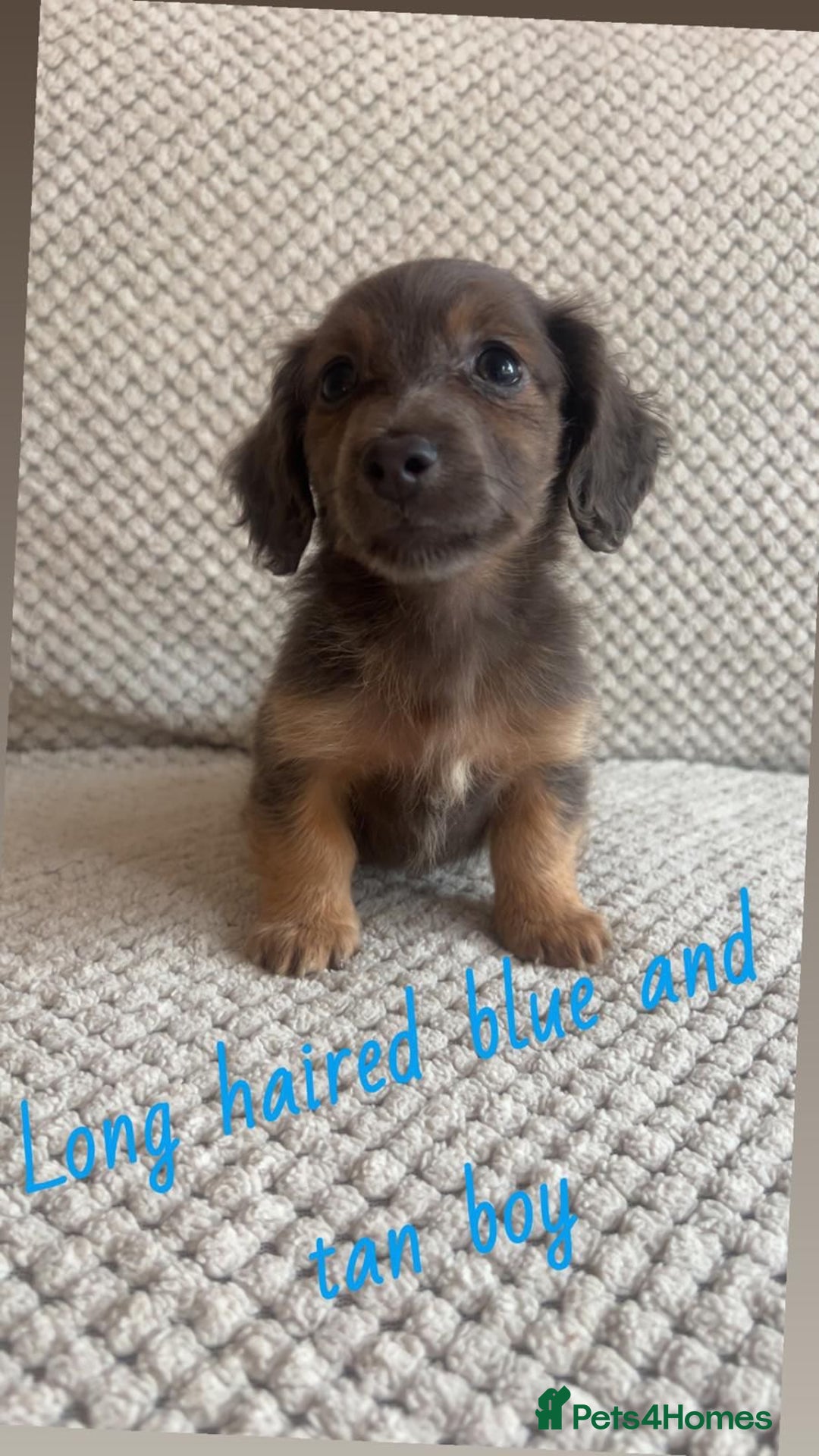 Miniature Dachshund dogs for sale: 1 boy 1 girl long haired ** - Image 18