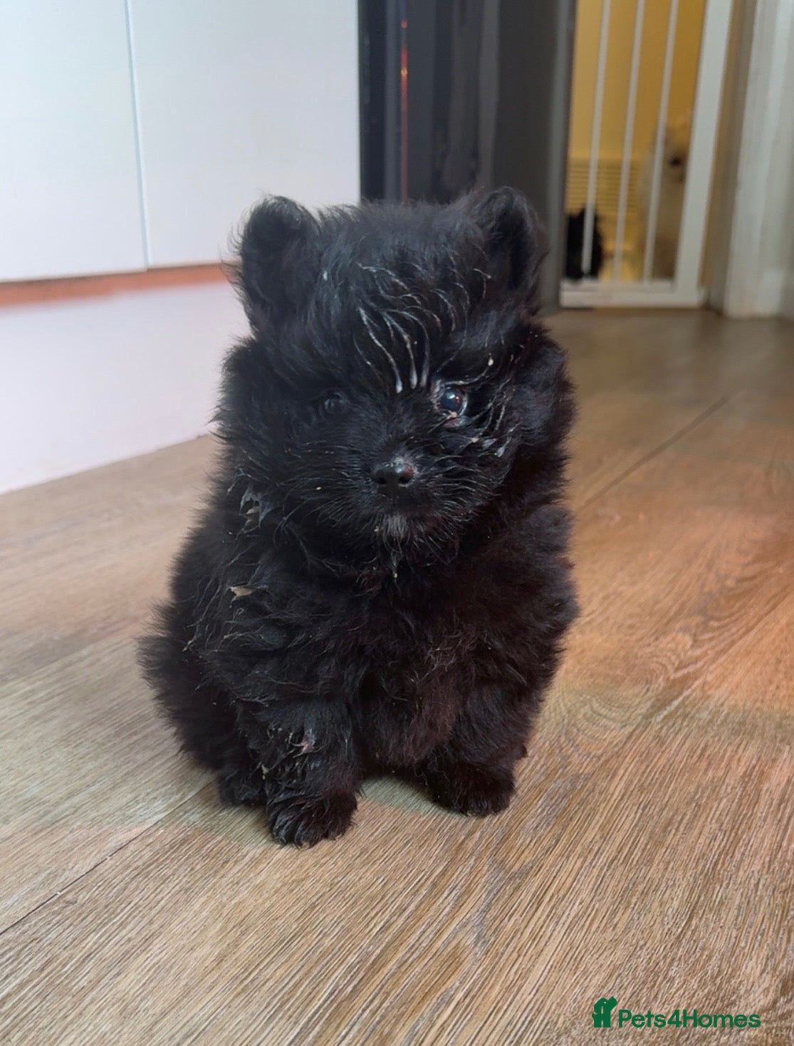 Pomeranian dogs Full black boy pomeranian  - Advert 6