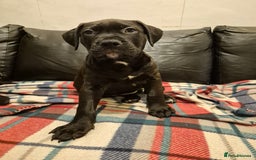 Mixed Breed dogs for sale: Bullmastiff x puppies 🐶  - Advert 31
