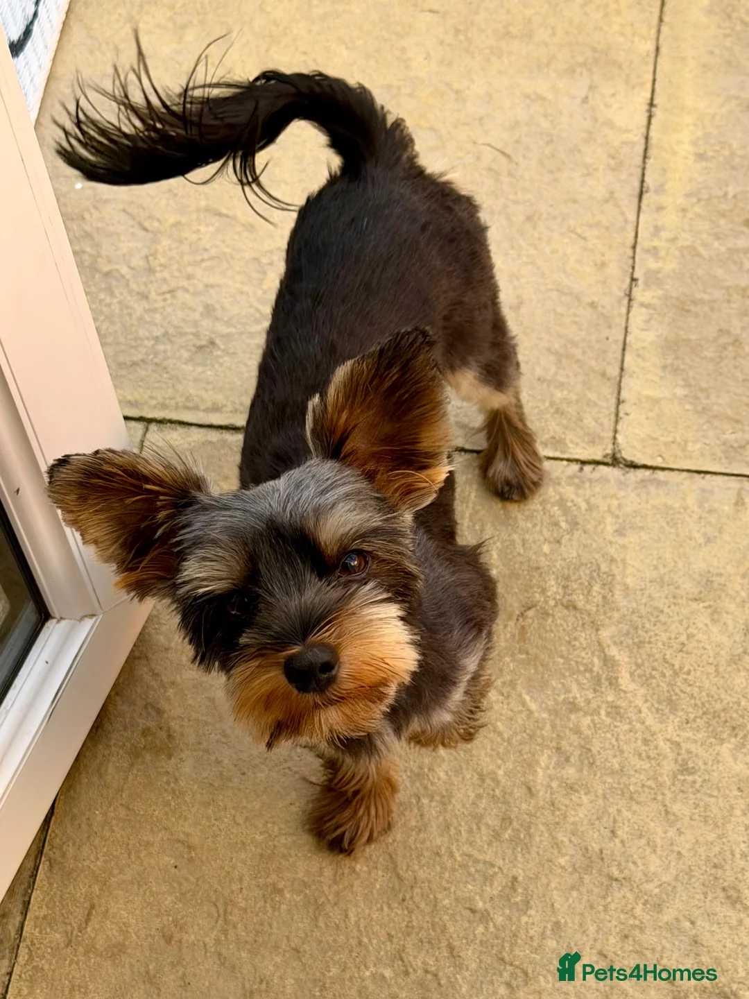 Yorkshire Terrier dogs for stud: STUD Yorkshire Terrier  in Littlehampton - Advert 2