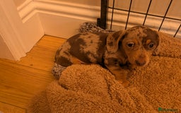 Miniature Dachshund dogs for sale: Stunning Miniature Daschounds Puppies  - Image 11