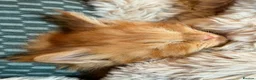 Maine Coon cats for sale: Rare ginger Maine Coon kittens - Advert 10