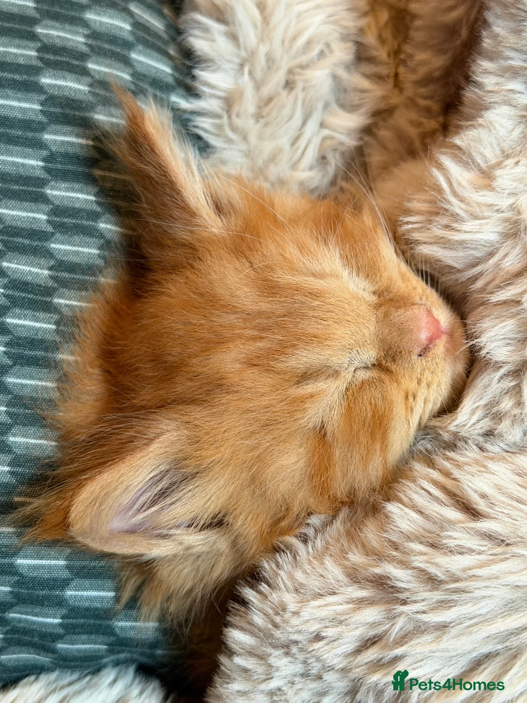 Maine Coon cats for sale: Rare ginger Maine Coon kittens - Advert 10