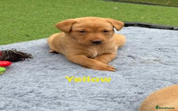 Labrador Retriever dogs for sale: Beautiful KC Fox Red Pups. 0/0 hip/elbow mum & dad - Image 11