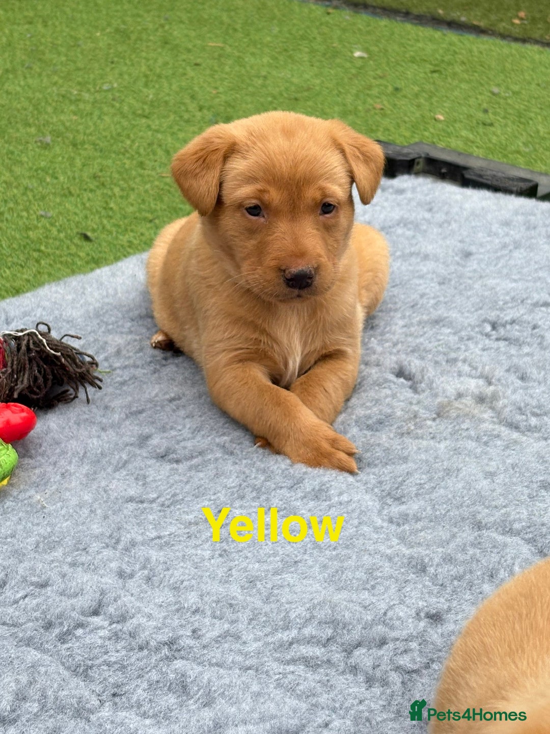 Labrador Retriever dogs for sale: Beautiful KC Fox Red Pups. 0/0 hip/elbow mum & dad - Image 11