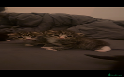 Domestic Shorthair cats for sale: 5 Tabby & Tuxedo kittens for sale - Image 30