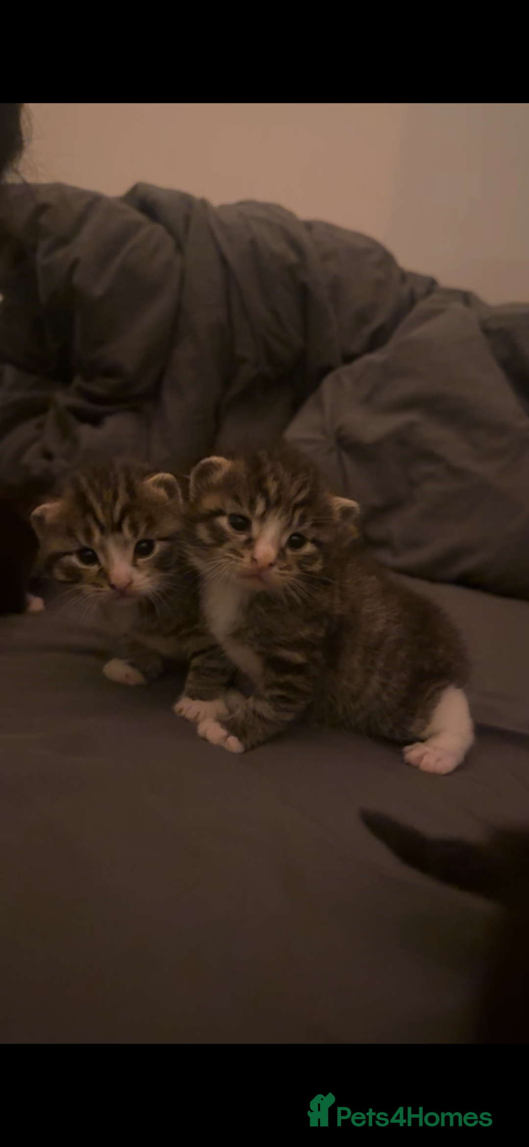 Domestic Shorthair cats for sale: 5 Tabby & Tuxedo kittens for sale - Image 30