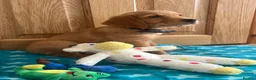 Golden Retriever dogs for sale: KC Fox Red Golden Retriever Puppies  - Advert 6