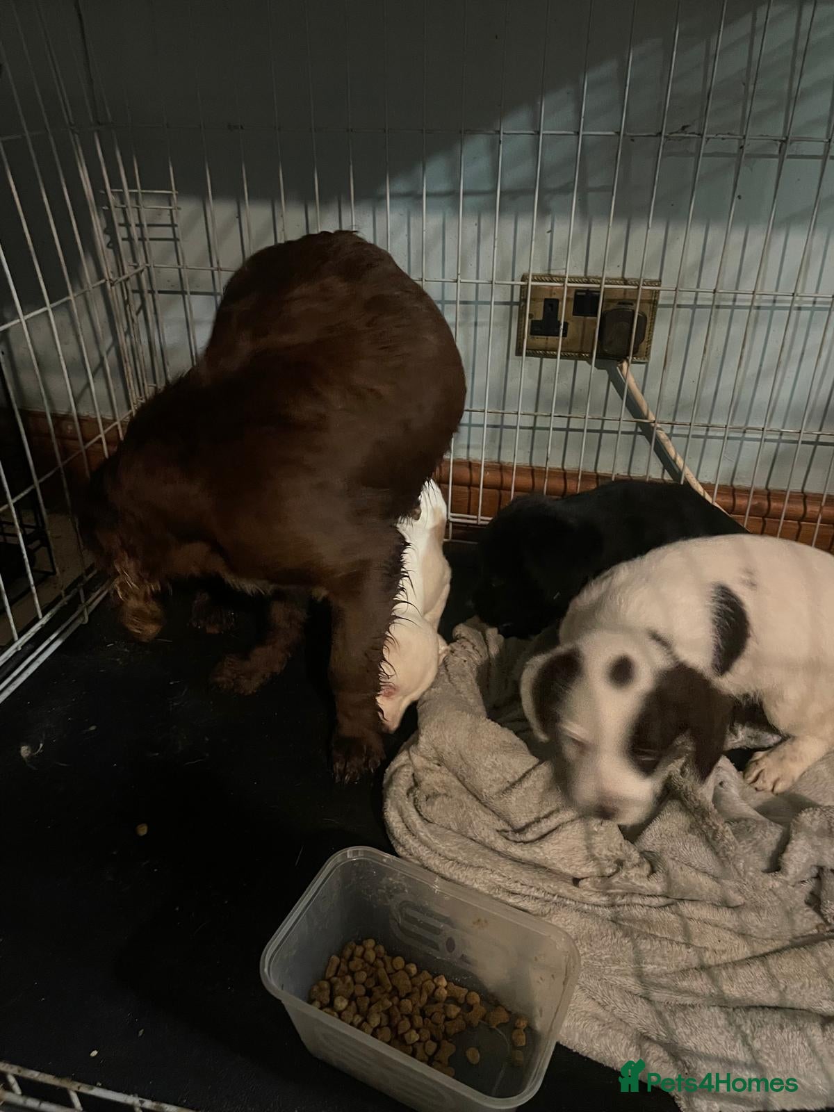 Mixed Breed dogs Cockerjacks  - Advert 3