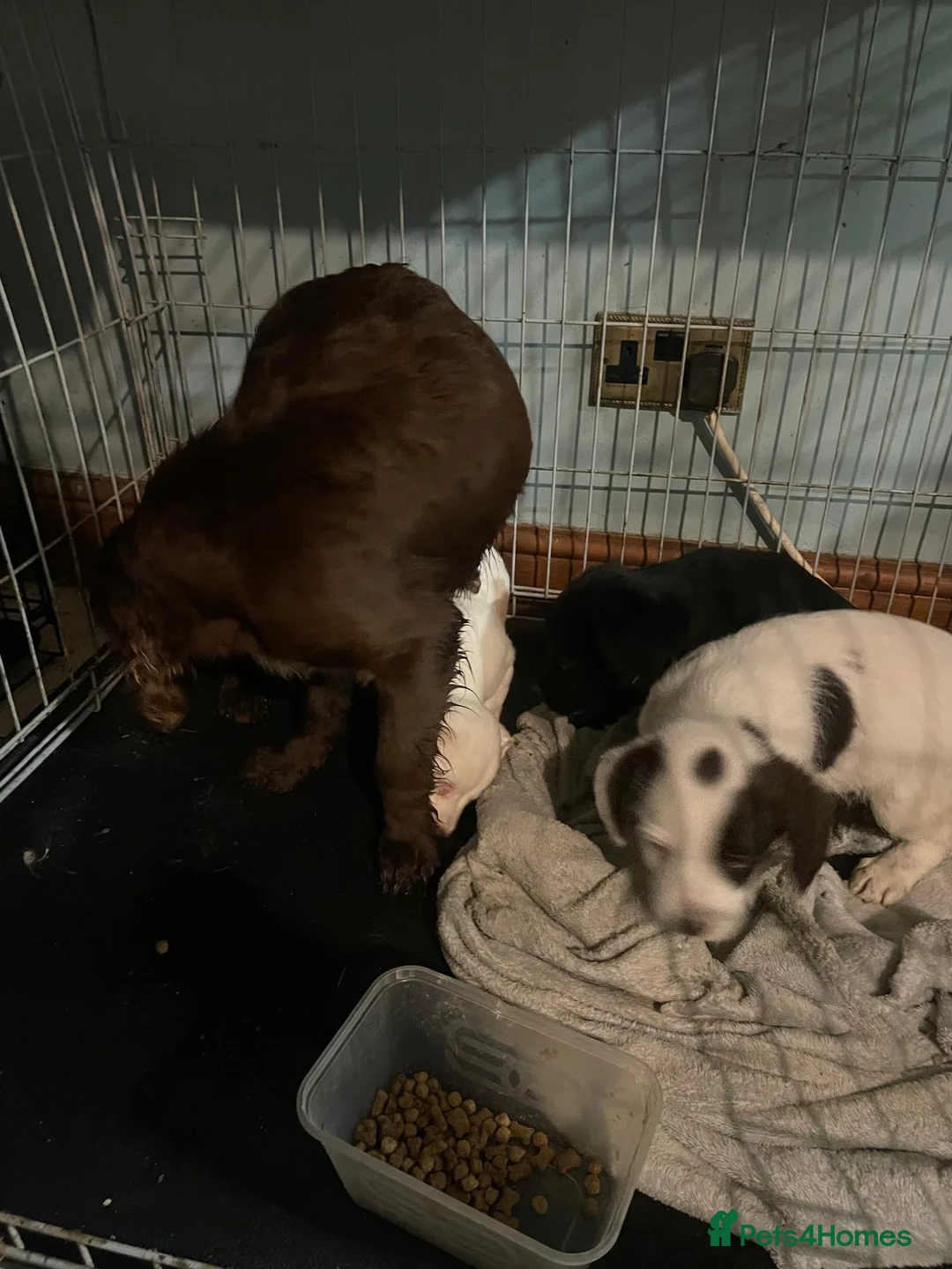 Mixed Breed dogs for sale: Cockerjacks  - Advert 1