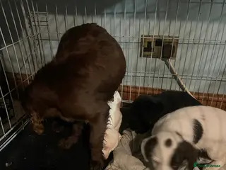 Mixed Breed dogs Cockerjacks - Advert 2