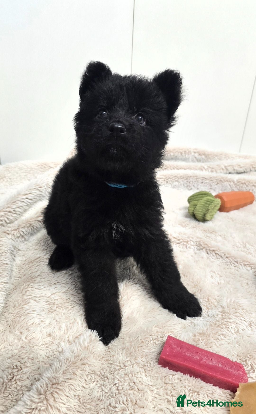 German Shepherd dogs German Shepherd Long Hair Black Boy  - Advert 17