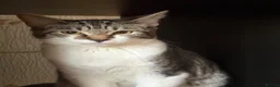 Mixed Breed cats for sale: Beautiful kittens ready now - Advert 7