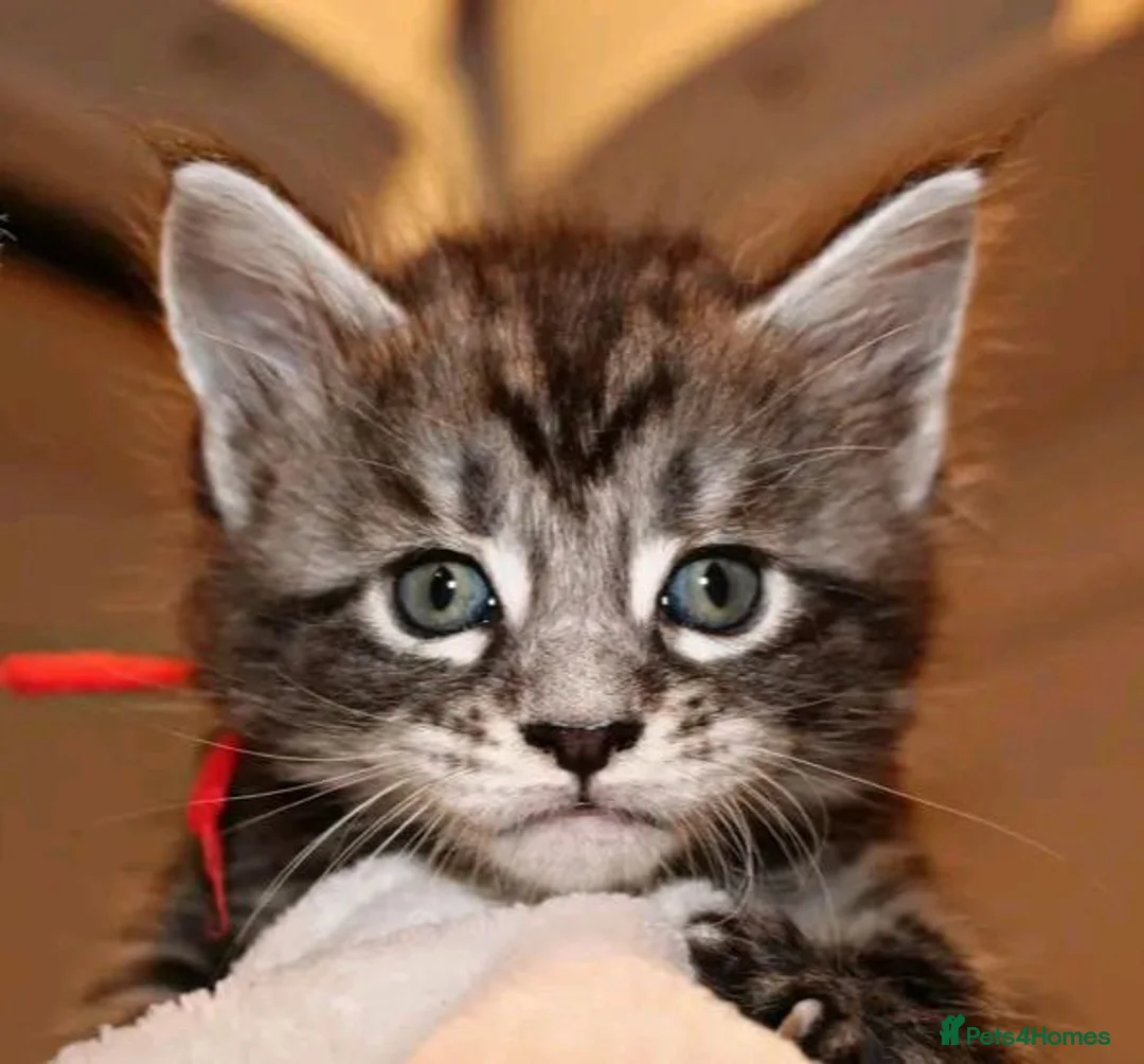 Maine Coon cats for sale: Beautiful Maine Coon kittens - Advert 6