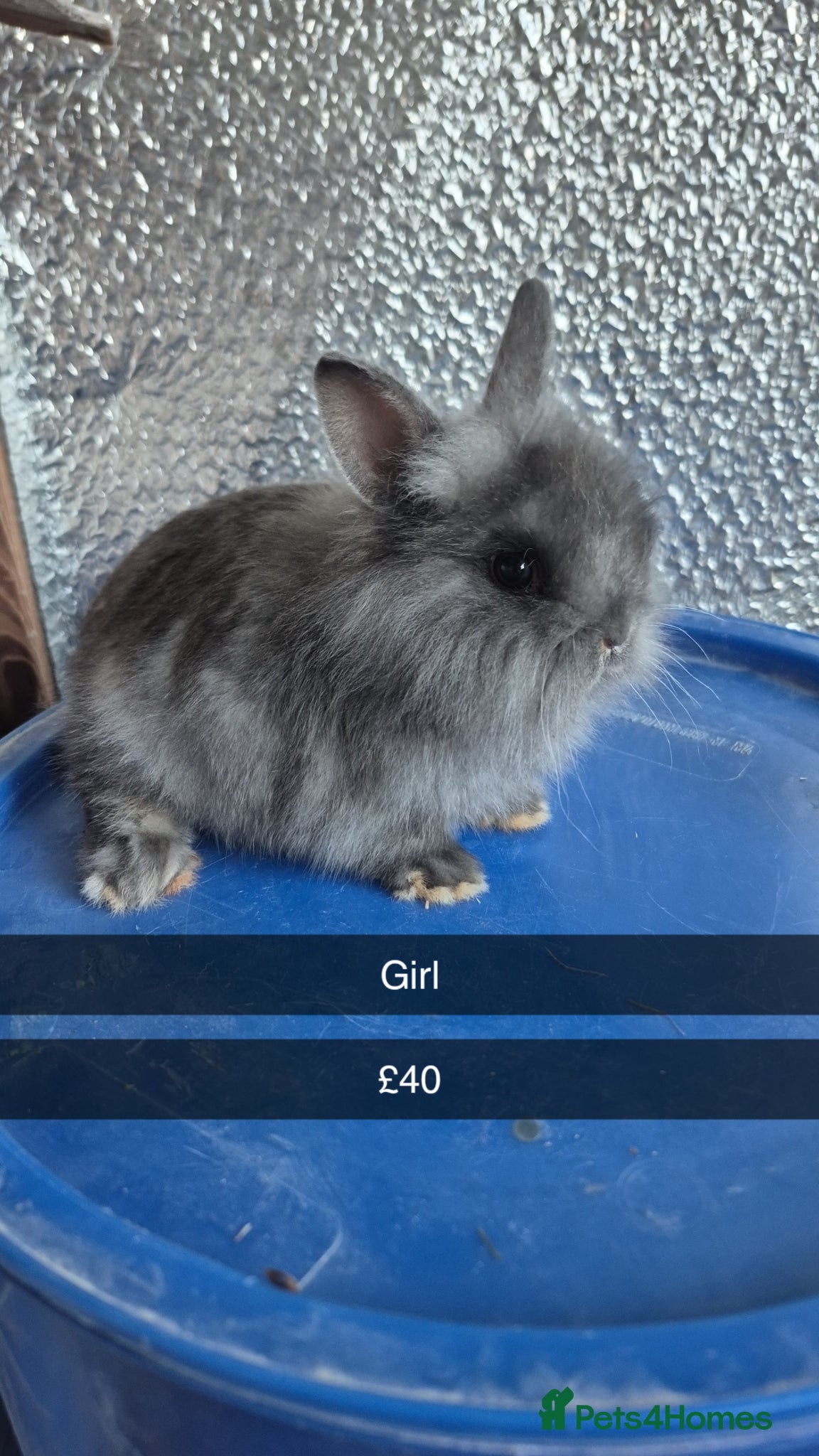 Lionhead rabbits Lionhead Baby Rabbits 8 weeks (Friendly) - Advert 2