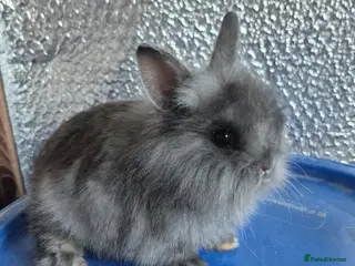 Lionhead rabbits Lionhead Baby Rabbits 8 weeks (Friendly) - Advert 2