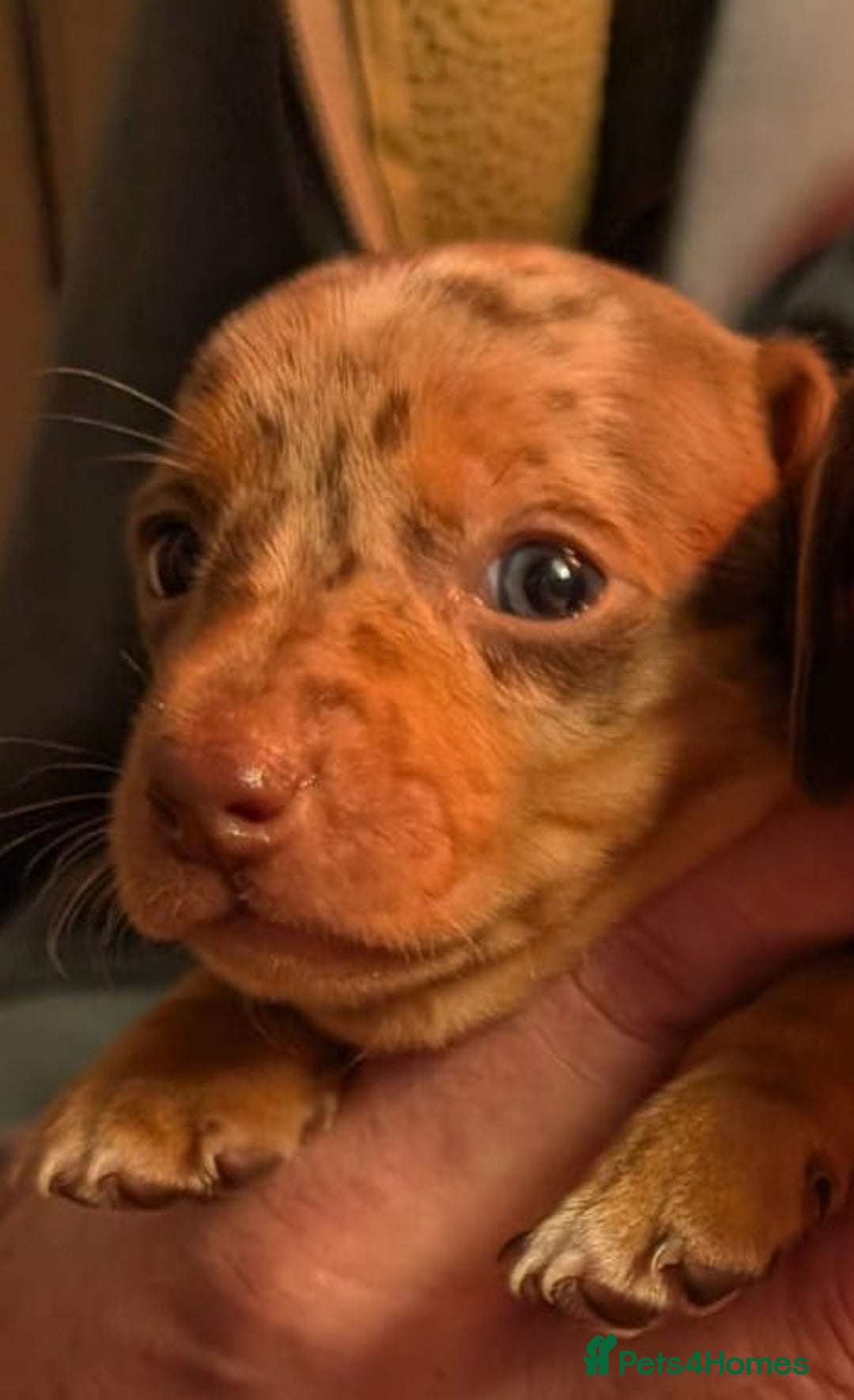 Mixed Breed dogs for sale: 3/4 Mini Dachshund 1/4 Jack Russell - Advert 8