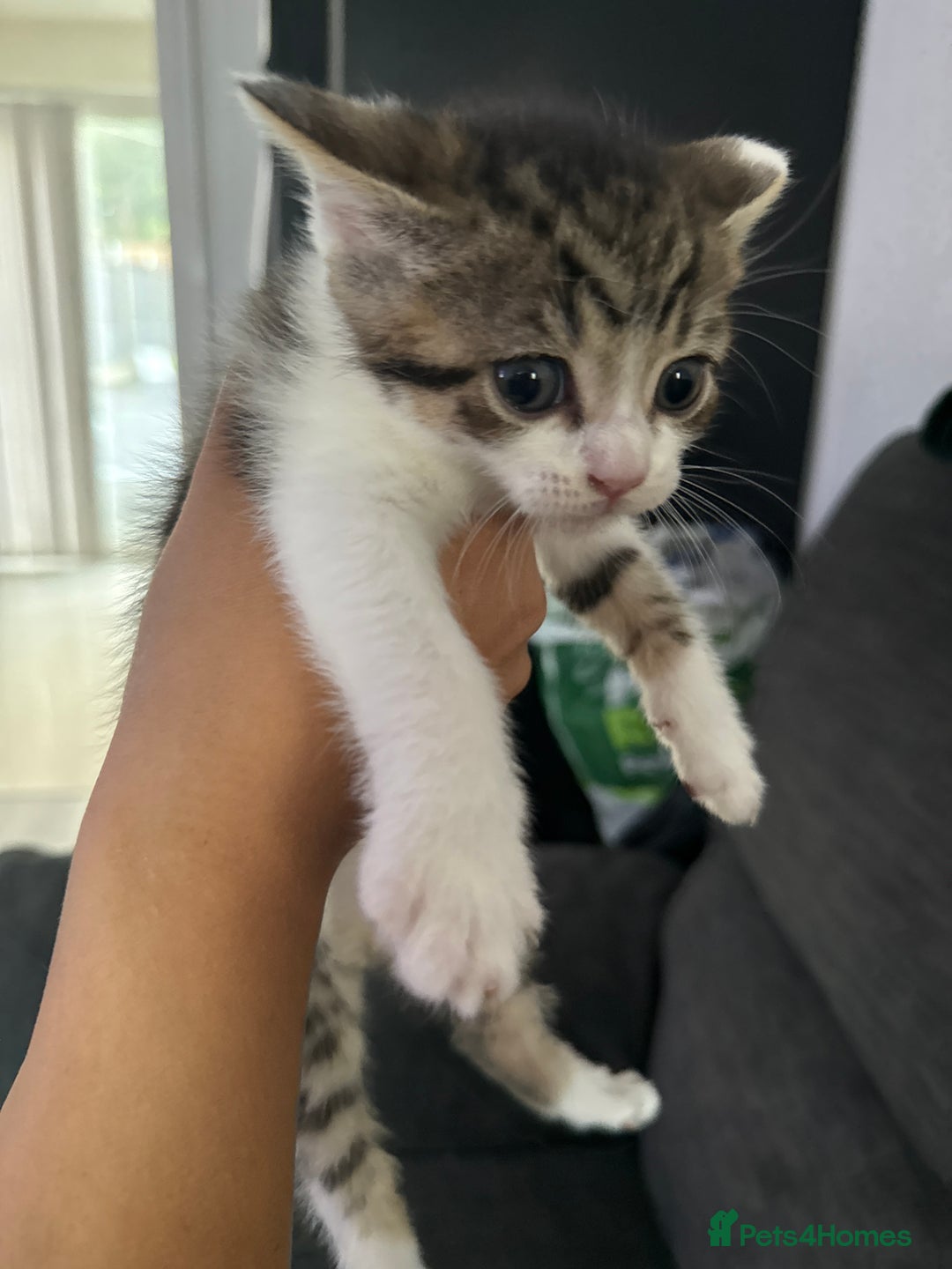 British Shorthair cats for sale: British short hair mixed kittens  - Advert 4