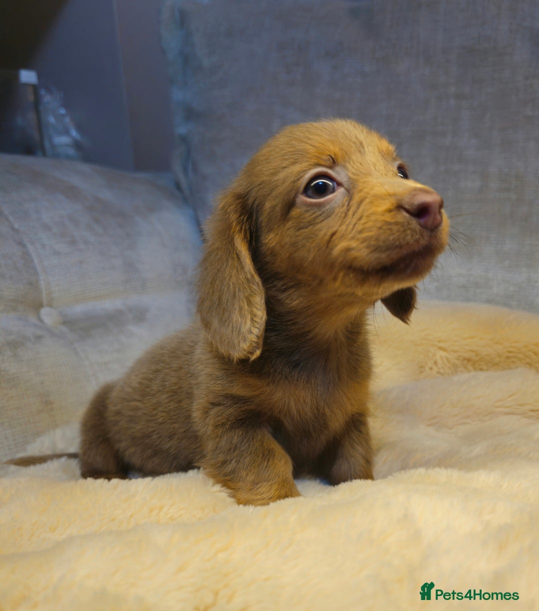 Miniature Dachshund dogs for sale: REDUCED READY NOW!!! - Advert 3