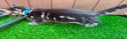 Bengal cats for sale: Bengal X Maine Coon Kittens - Advert 12