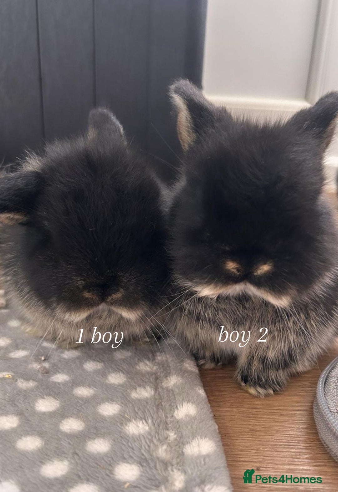 Mini Lop rabbits for sale: mini lops for sale  - Advert 2