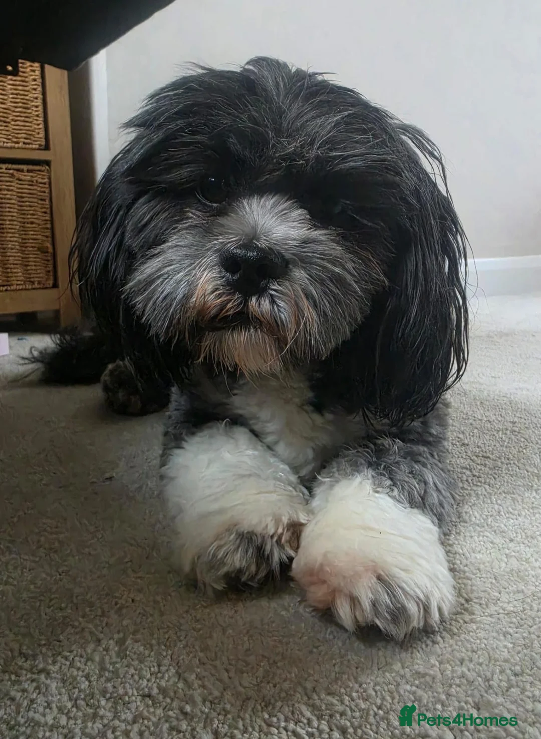 Lhasa Apso dogs for sale: Eddie 3 Year Old Male Lhasa Apso  in Maldon - Advert 8