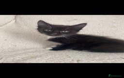 Domestic Shorthair cats for sale: Fluffy Black and White Male Kitten  - Image 15